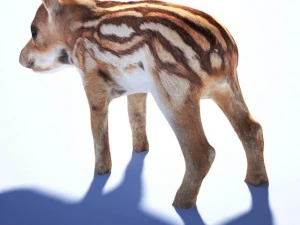 wild piglet 3D Model
