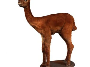 alpaca 3D Model