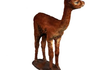 alpaca 3D Model