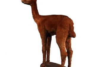 alpaca 3D Model