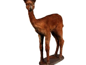alpaca 3D Model
