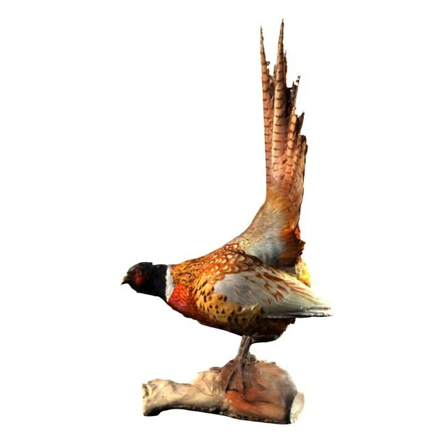 pheasant 3D Model .c4d .max .obj .3ds .fbx .stl .blend