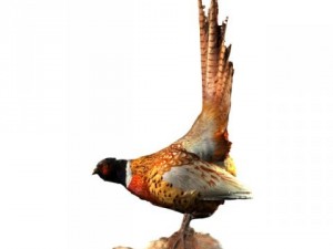 pheasant 3D Model