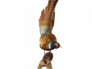 pheasant 3Dモデル