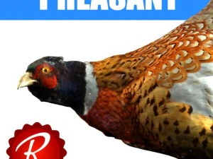 pheasant 3D Model