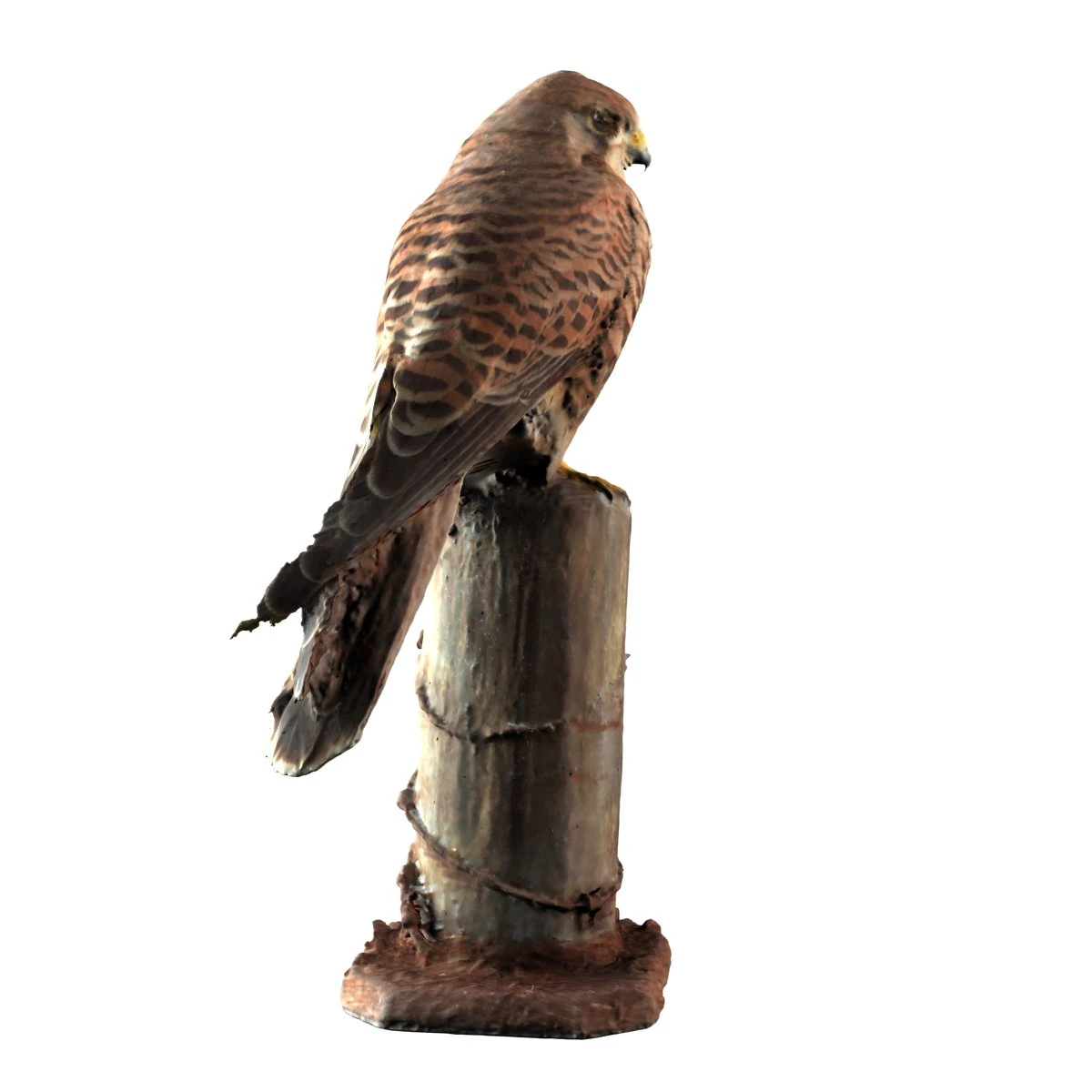 sperwer 3D Model .c4d .max .obj .3ds .fbx .stl .blend 