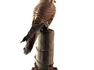 sperwer Modèle 3D