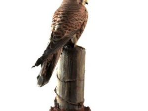 sperwer 3D Model
