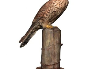 sperwer 3D Model