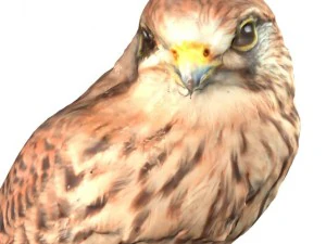 sperwer 3D Model