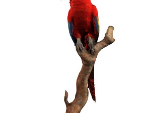 parrot Modèle 3D