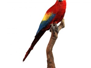 parrot Modèle 3D