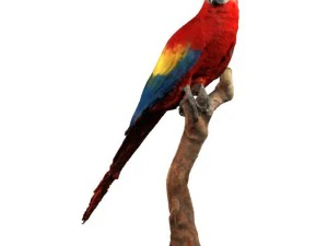 parrot 3D Model
