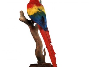 parrot Modèle 3D