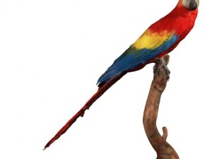 parrot Modèle 3D
