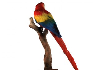 parrot Modèle 3D