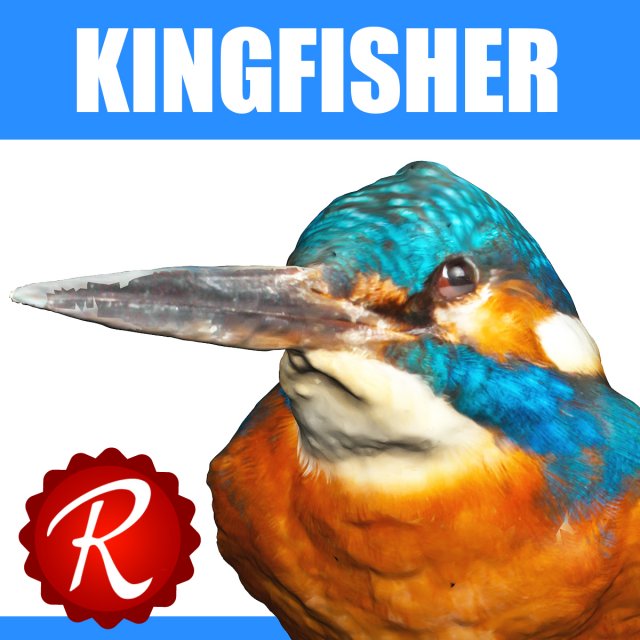 kingfisher 3D Модель .c4d .max .obj .3ds .fbx .stl .blend 