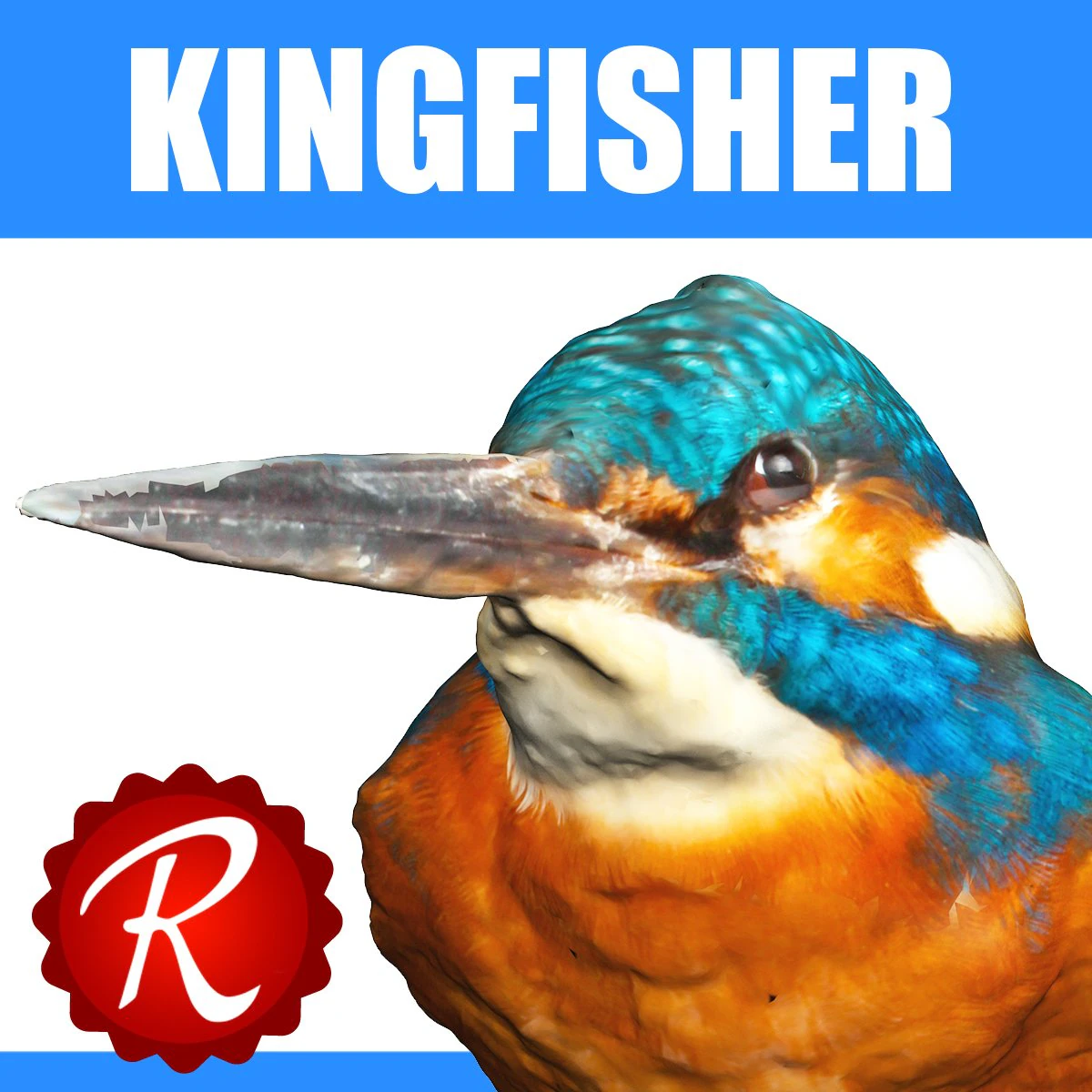 kingfisher 3D Model .c4d .max .obj .3ds .fbx .stl .blend 