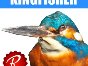 kingfisher Modelo 3D