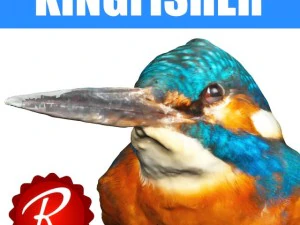 martim-pescador Modelo 3D