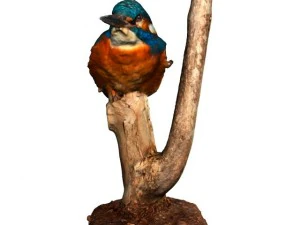 kingfisher 3D Model