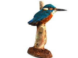 kingfisher 3D Модель