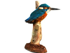 kingfisher 3D Model