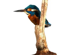 kingfisher 3D Model