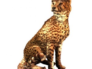 cheetah Modello 3D