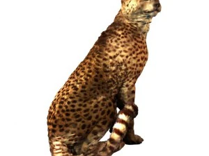 cheetah 3D Model