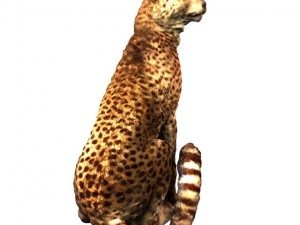 cheetah Modello 3D