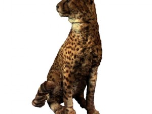 cheetah Modello 3D
