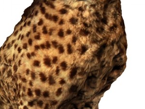 cheetah Modello 3D