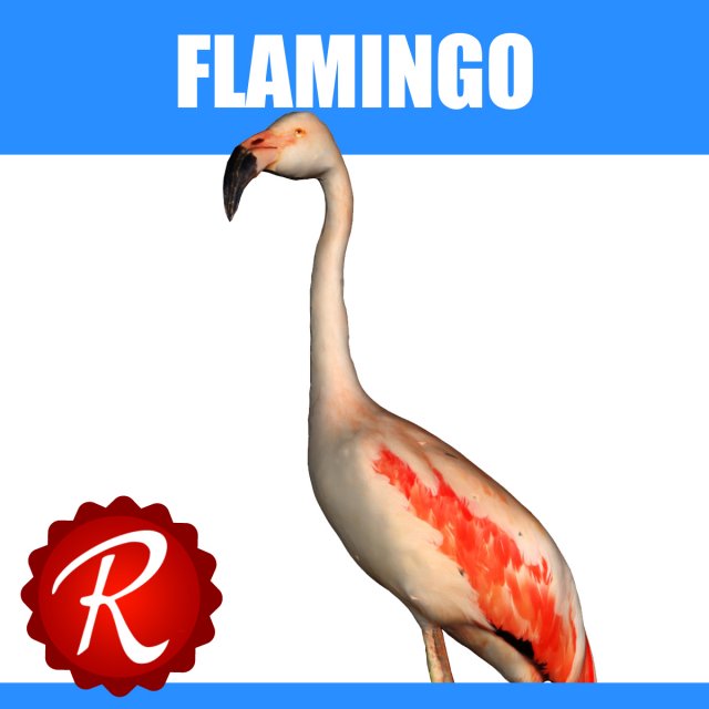 flamingo 3D Model .c4d .max .obj .3ds .fbx .stl .blend 