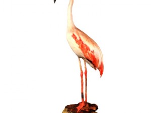 flamingo 3D Model