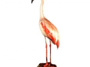 flamingo 3D Model