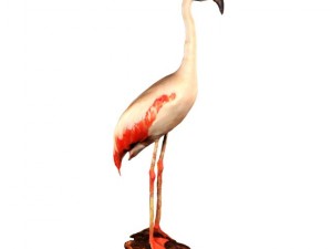 flamingo 3D Model