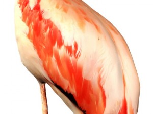 flamingo 3D Model