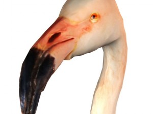 flamingo 3D Model