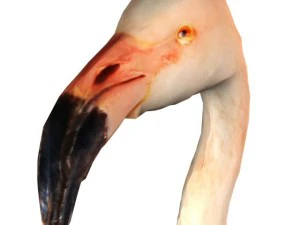 flamingo 3D Model