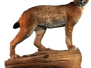 lynx 3D Model