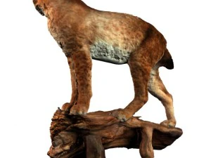 lynx 3D Model