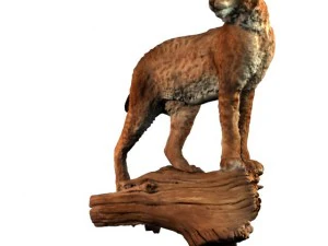 lynx 3D Model