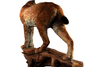lynx 3D Model