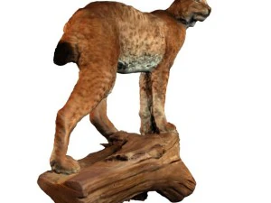 lynx 3D Model