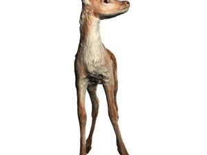 fawn 3D मॉडल