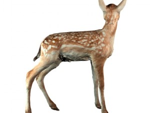 fawn 3D मॉडल
