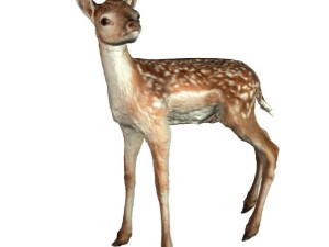 fawn 3D मॉडल