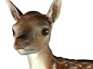 fawn 3D Model