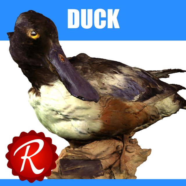 duck 3Dモデル .c4d .max .obj .3ds .fbx .stl .blend 